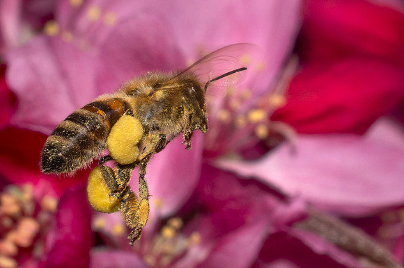Loaded Bee