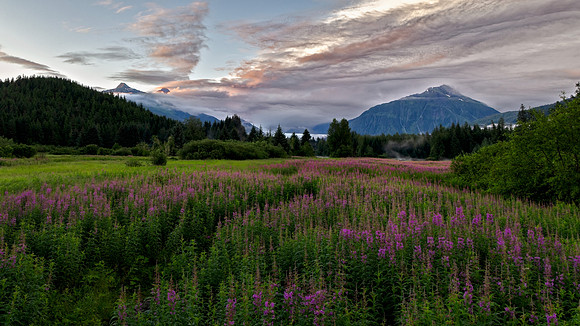 Brotherhood Bridge Fireweed Field