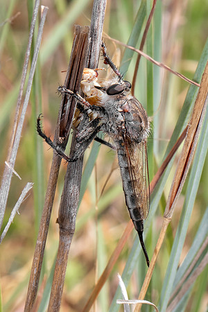 Robber Fly with Prey