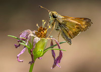 Insects