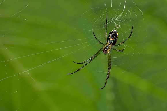 Mabel Orchard Orbweaver