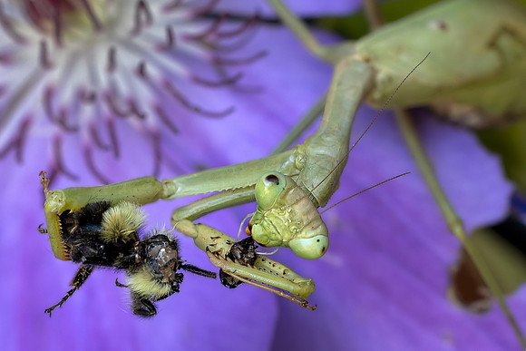 Praying Mantis Eating Bumblebee