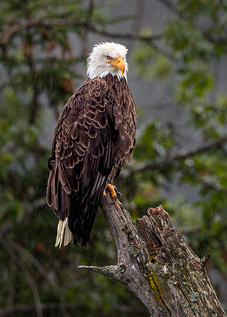 Fowl Weather