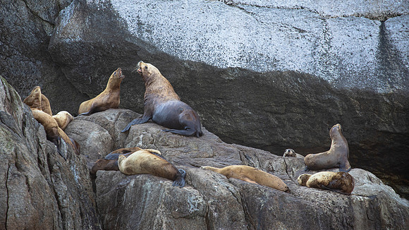 Steller Sea Lions