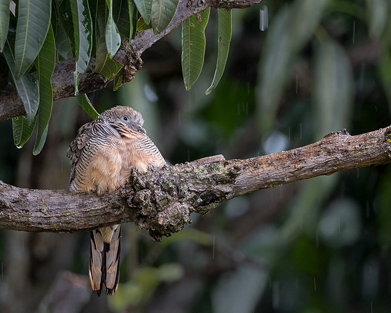Zebra Dove in the Rain