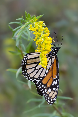 Monarch on Goldenrod