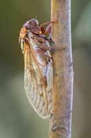 Bush Cicada