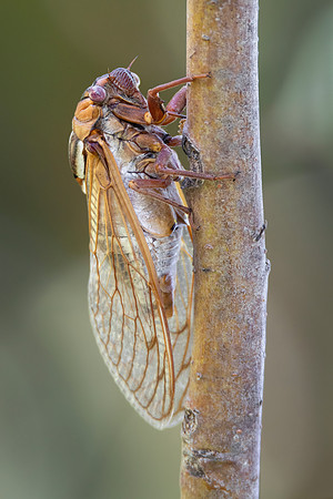Bush Cicada