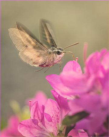 The Sphinx and the Azalea