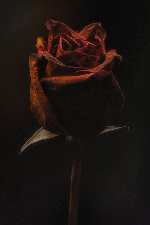 Withered Rose
