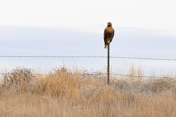 Surveying the Field