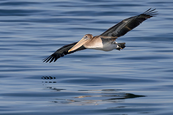 Juvenile Brown Pelican Gliding