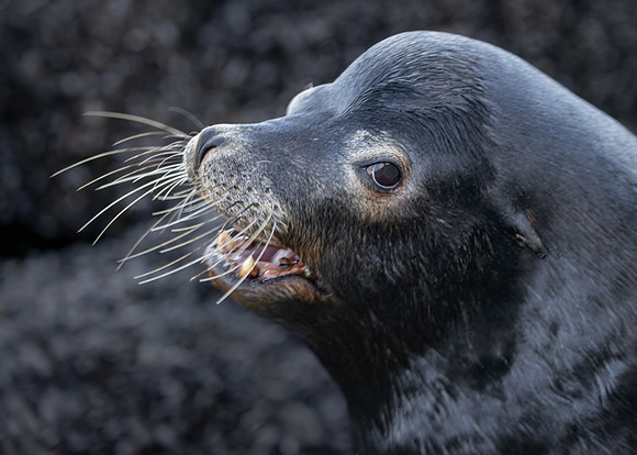Sea Lion Portrait