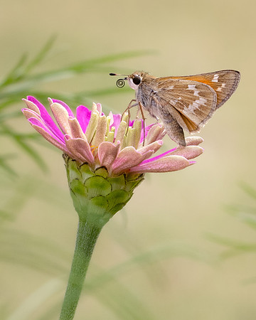 Skipper on Zinnia
