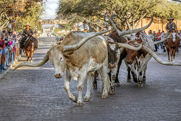 Stockyard Cattle Drive