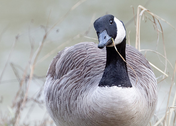 Canada Goose Posing