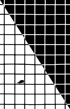Fly Pattern