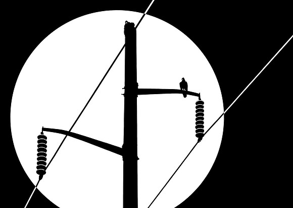 Pole Vultures