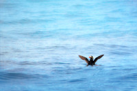 Puffin at Sea