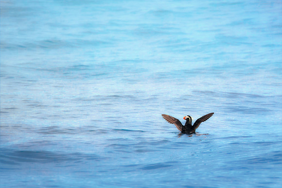Puffin at Sea