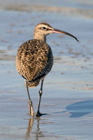 Eurasian Whimbrel