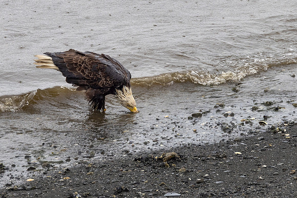Scavenging at the Shore