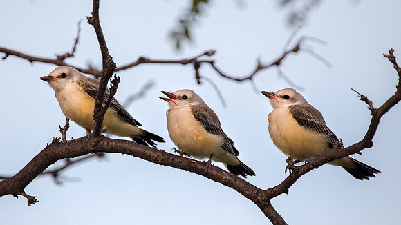 Young Scissor-tailed Flycatchers