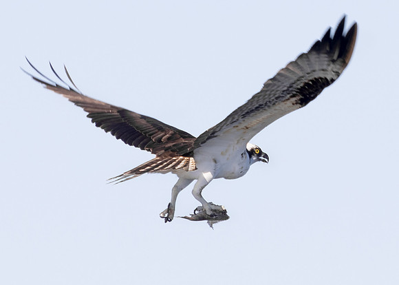 Osprey in Flight With Prey