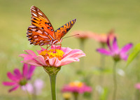 Butterfly Garden