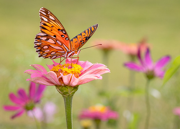 Butterfly Garden