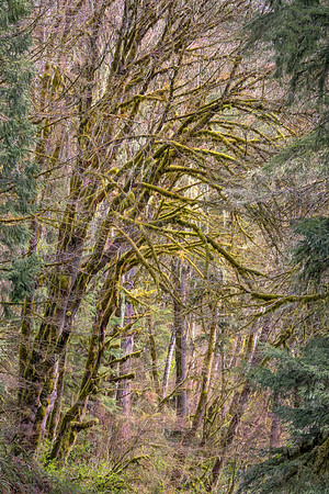 Mossy Tree