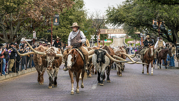 Fort Worth Herd Cattle Drive
