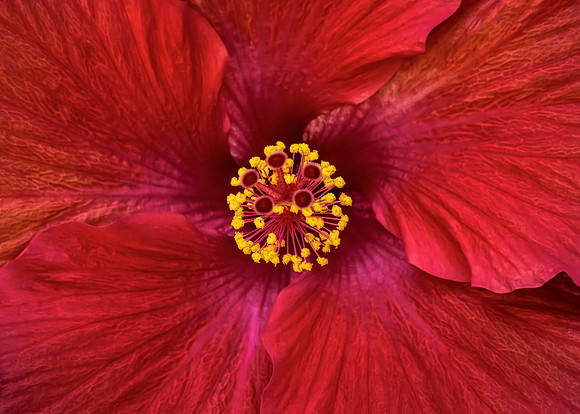 Red Hibiscus