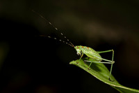 Bush Katydid Nymph