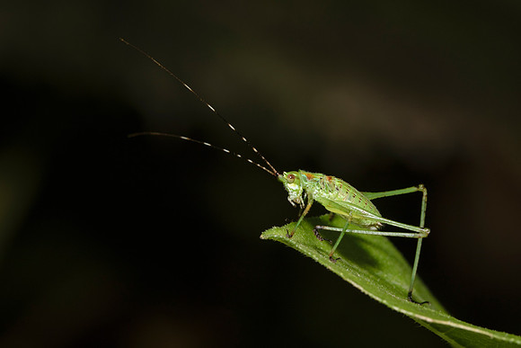 Bush Katydid Nymph