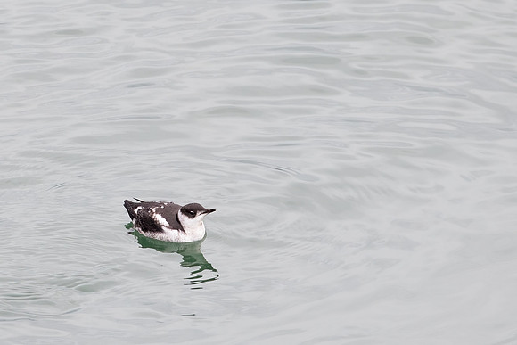 Marbled Murrelet