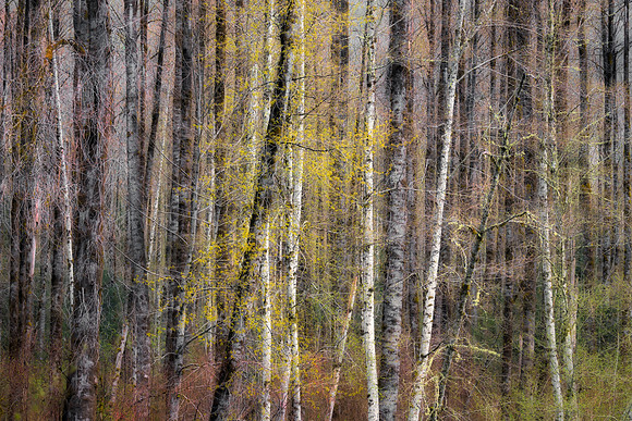 The Forest