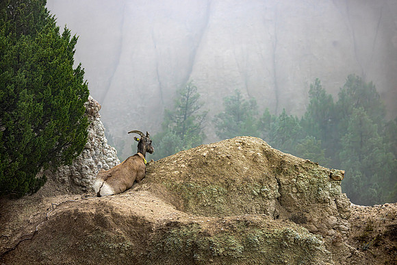 Foggy Overlook