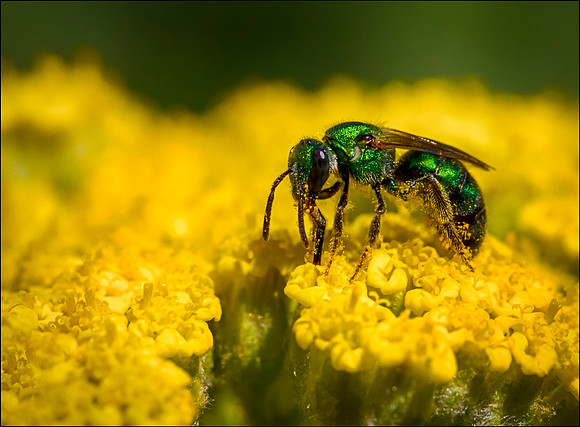 Metallic Green Bee