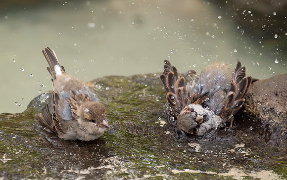 Splish Splash