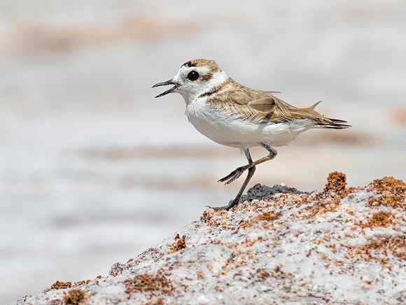 Life on the Salt Plains
