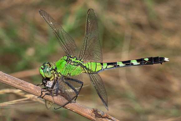 Dragonfly Eating a Fly