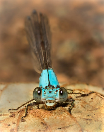 Curious Damselfly