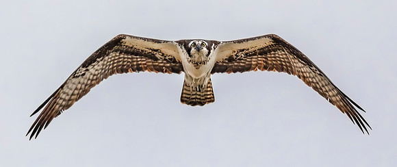 Osprey Encounter