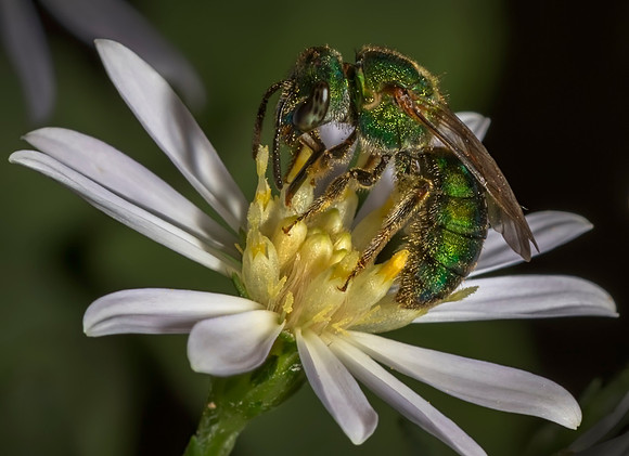 Metallic Green Bee on Flower