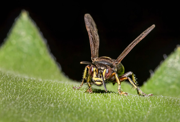 Wary Wasp