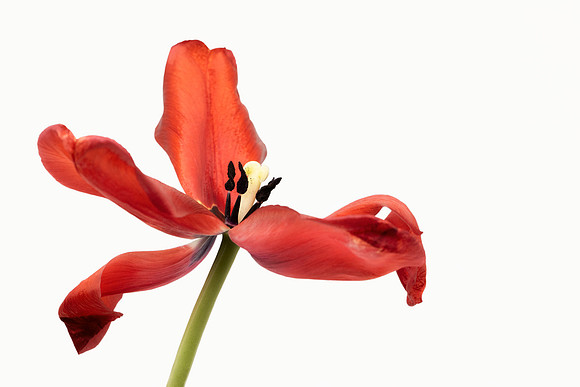 Wilted Tulip