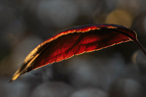 Afterglow