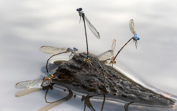 Mating Damselflies