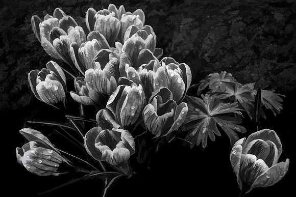 Crocus Flowers